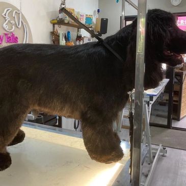 Dog Grooming, Harefield, Rickmansworth, Croxley Green, Pinner, Northwood, Uxbridge, Chalfont St Gile