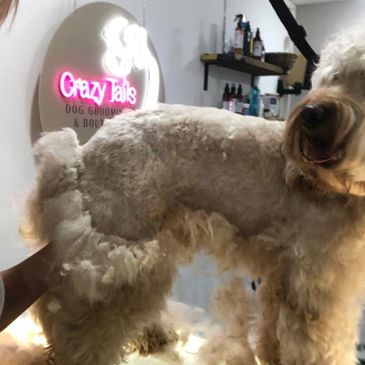 Dog Grooming, Harefield, Rickmansworth, Croxley Green, Pinner, Northwood, Uxbridge, Chalfont St Giles