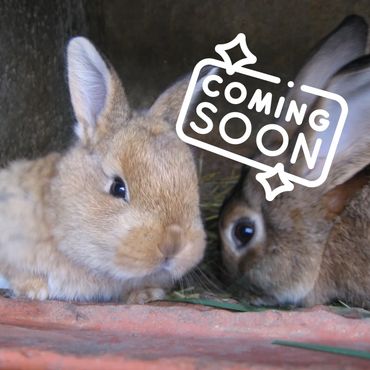 Bunny Hotel