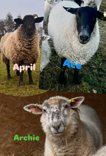 Three sheep named April, Ace, and Archie in different settings.