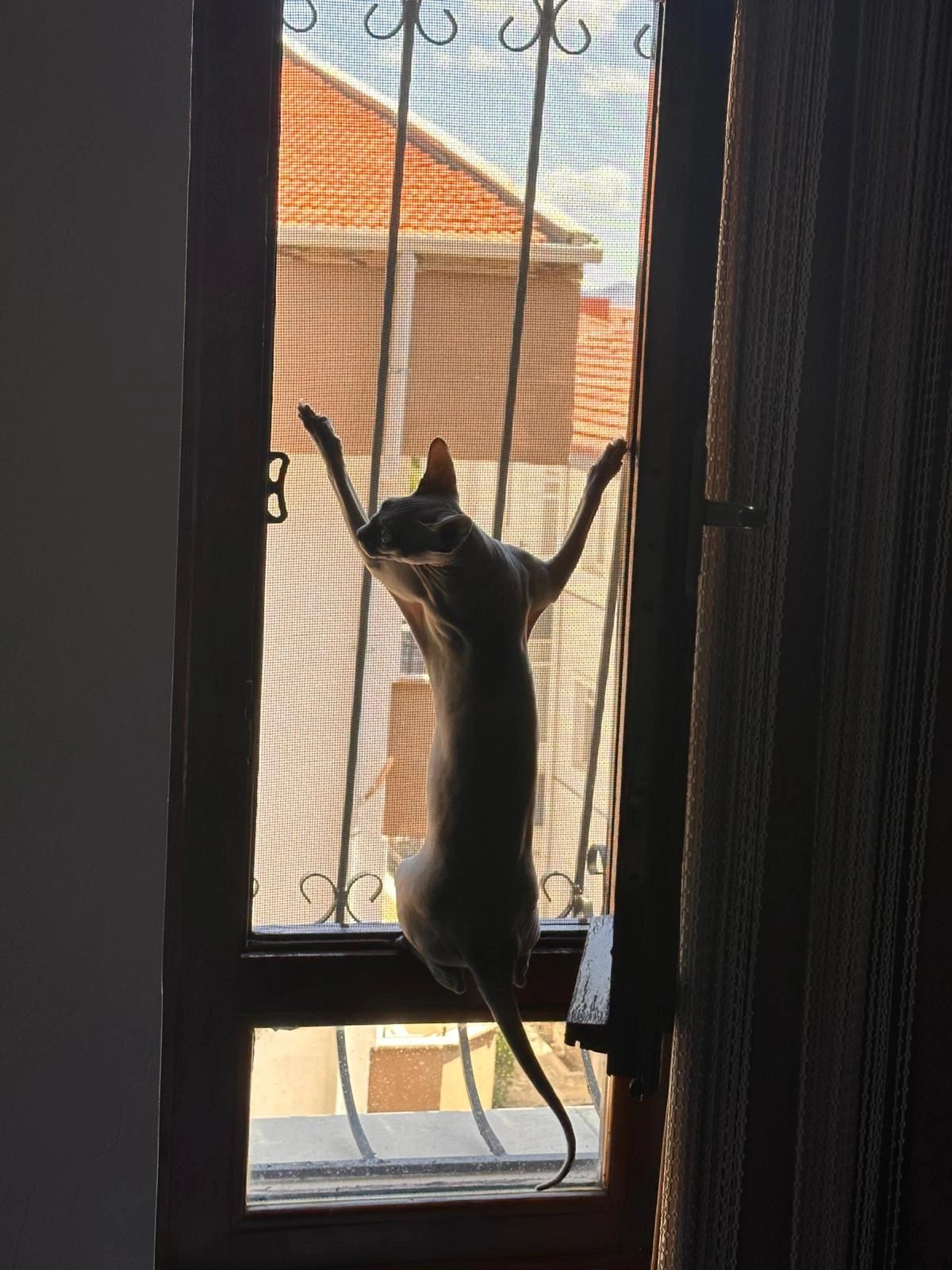 Ankara Kedi Sinekliği