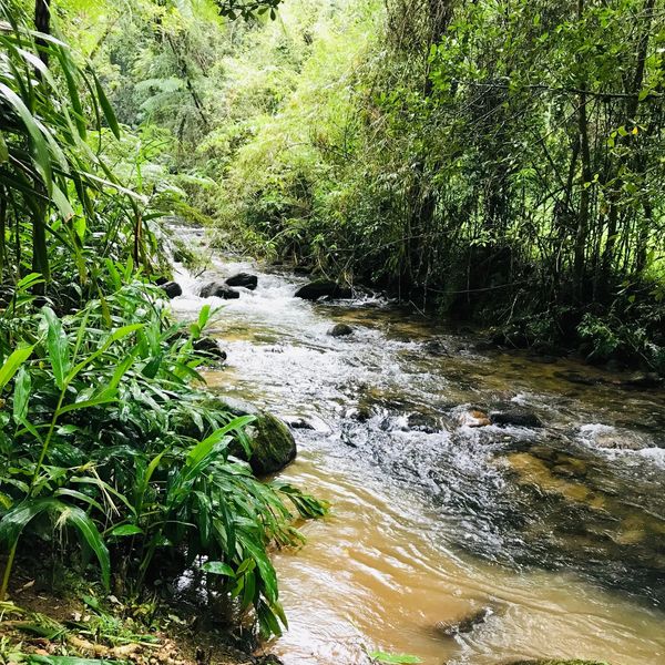 Rio serpenteando em meio à vegetação densa e verde.