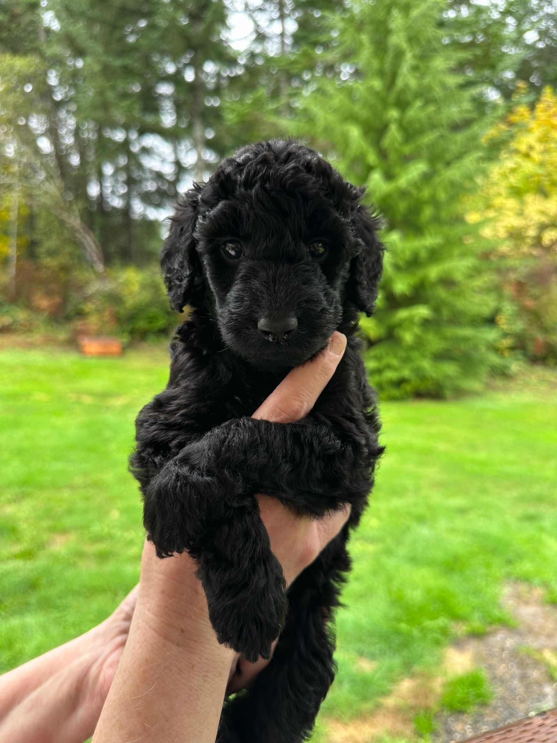 Top Standard Poodle Breeders in Puget Sound
