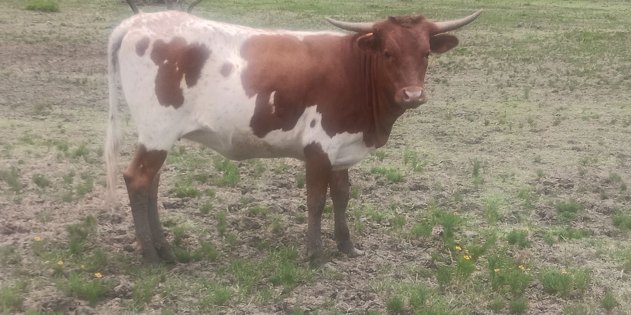 A brown and white cow standing on a grassy field with patches of dirt.