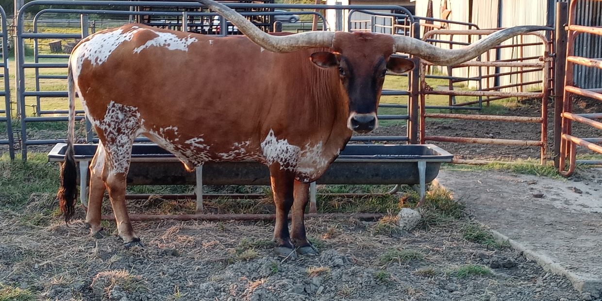 A Texas Longhorn cow with distinctive long curved horns standing in a fenced area.