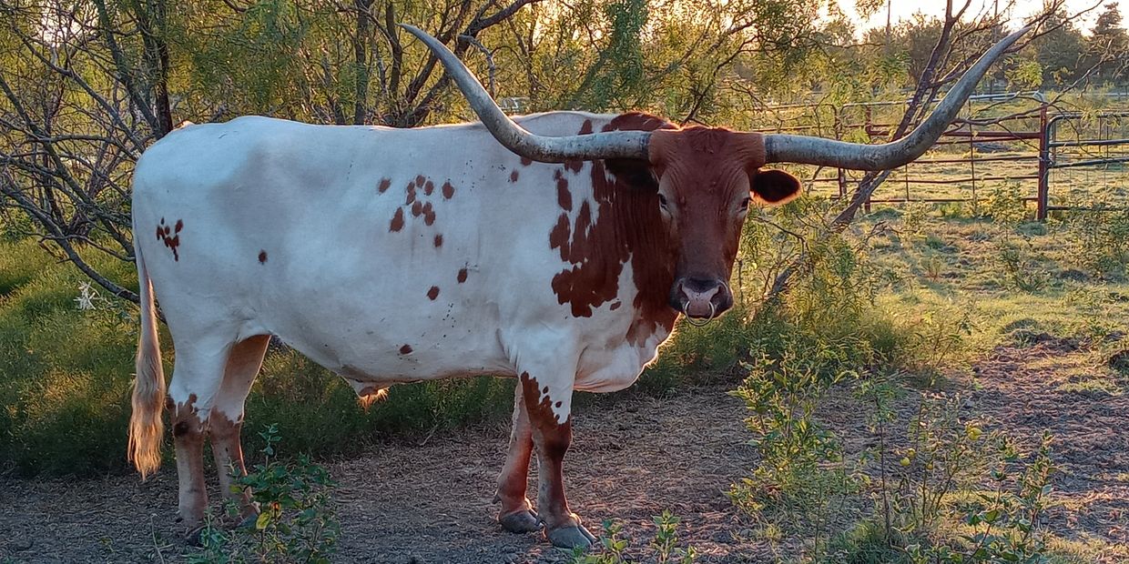 A Texas Longhorn cow standing outdoors.