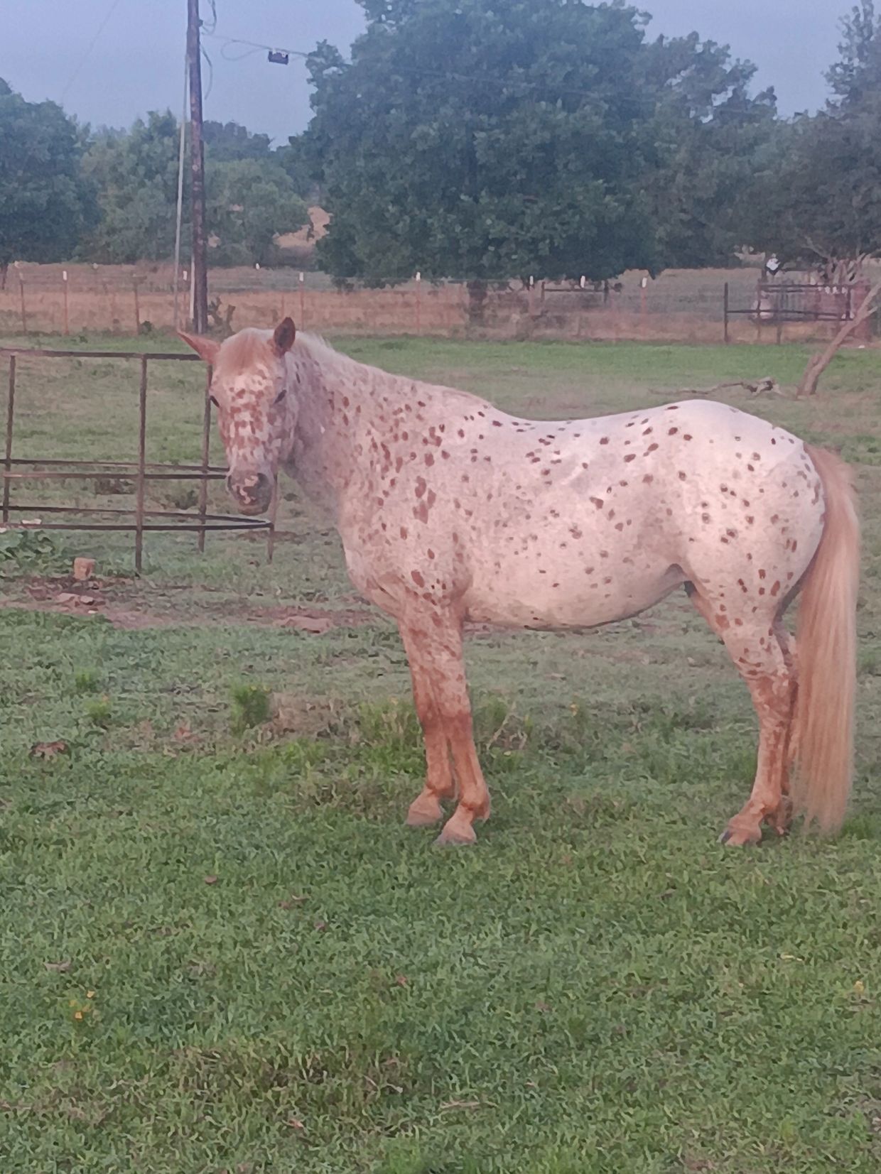Spotted horse standing in a grassy field.