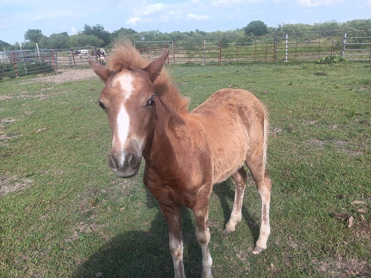A cute brown foal standing in a grassy field.