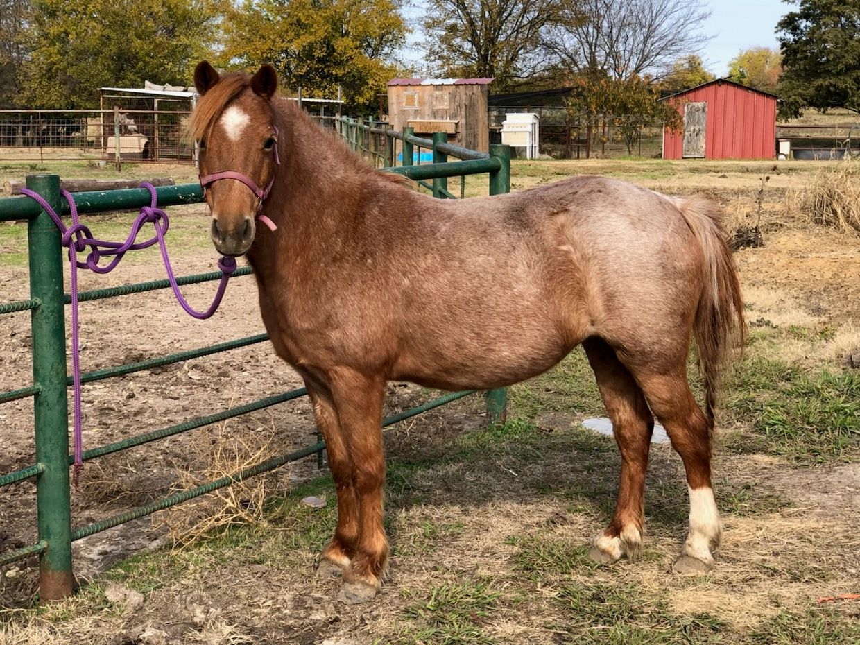 Brown horse tied to a green fence with purple rope.