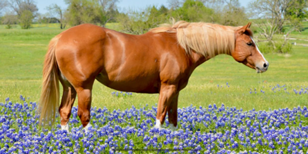 Chestnut horse standing in a field of blue wildflowers.