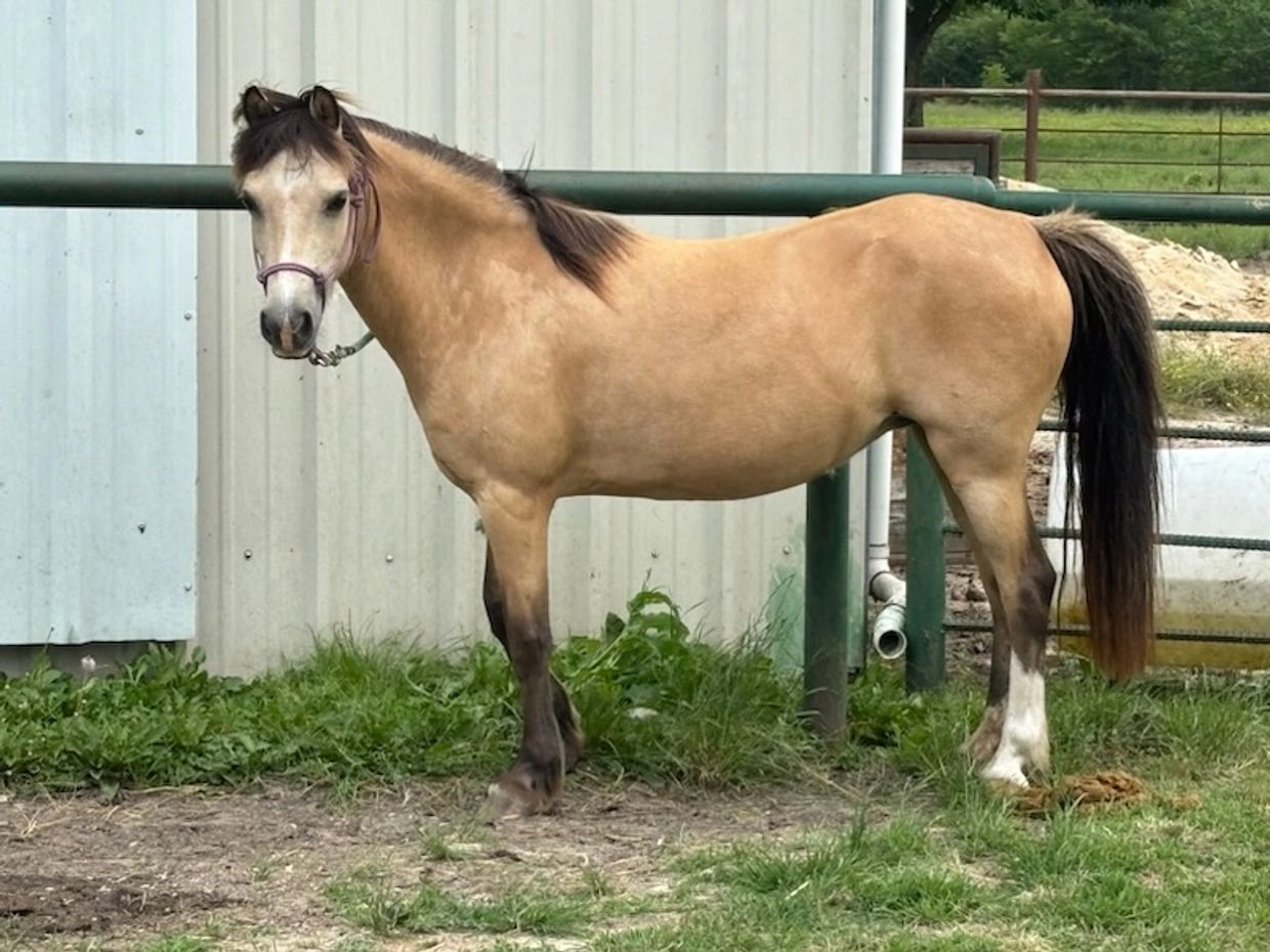 Light brown horse standing near a metal fence.