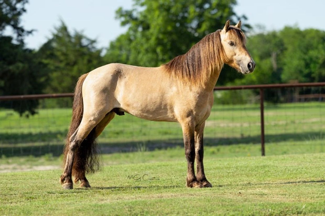 A buckskin horse standing on green grass with trees in the background.