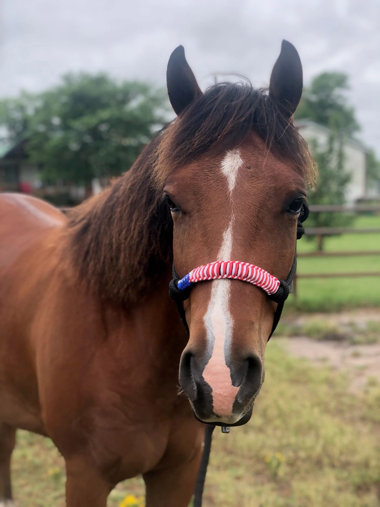 Close-up of a brown horse with a patriotic halter.