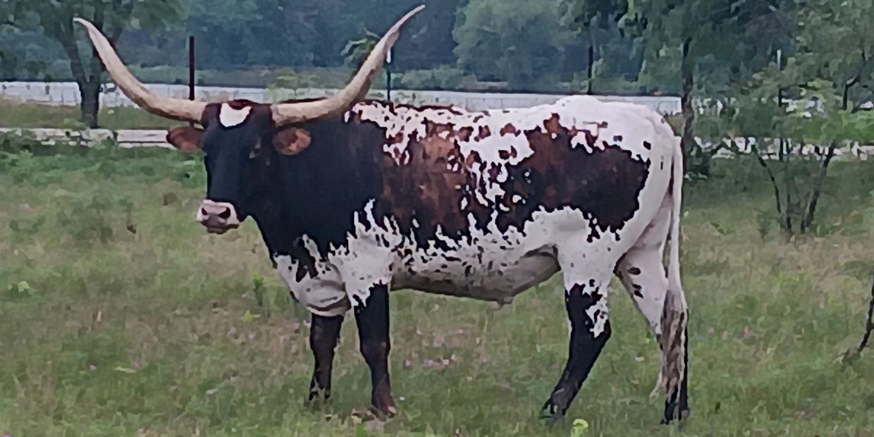 A Texas Longhorn cow standing in a grassy field.