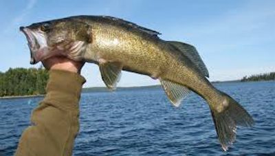 Keeping it Simple for Missouri River Reservoir Walleye