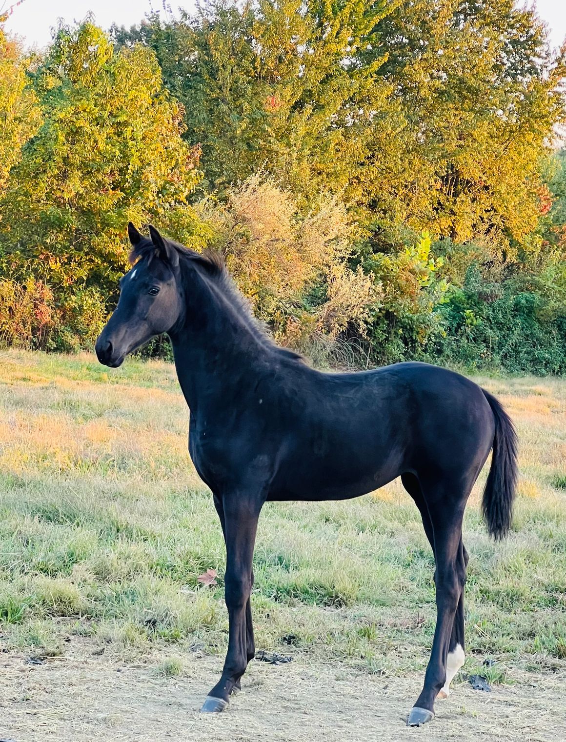Glücksperle RSW (Tolegro x VbPr Glücksfreude RSW/ Charmeur Pref)