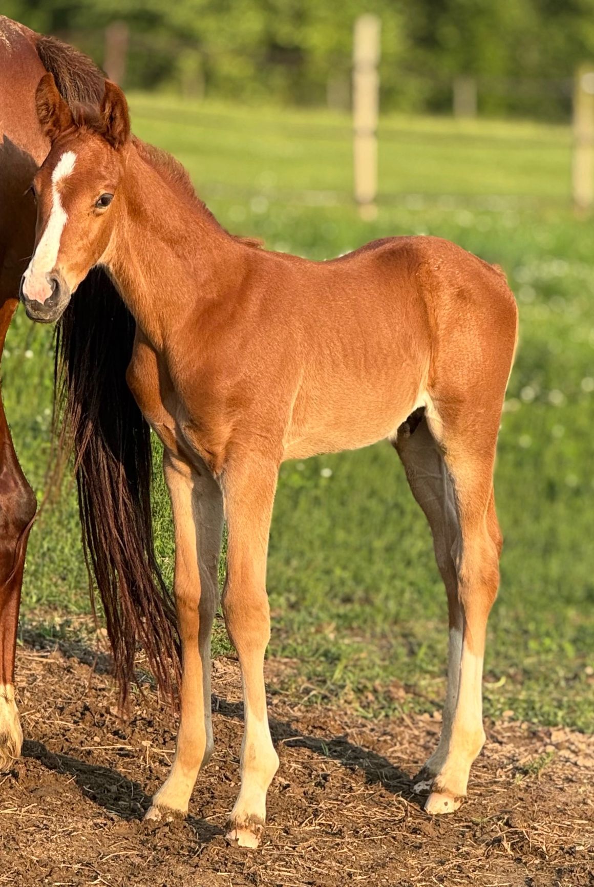 Voltaire RSW (V-Power x PrSt Dahlia RSW/Don Frederic)