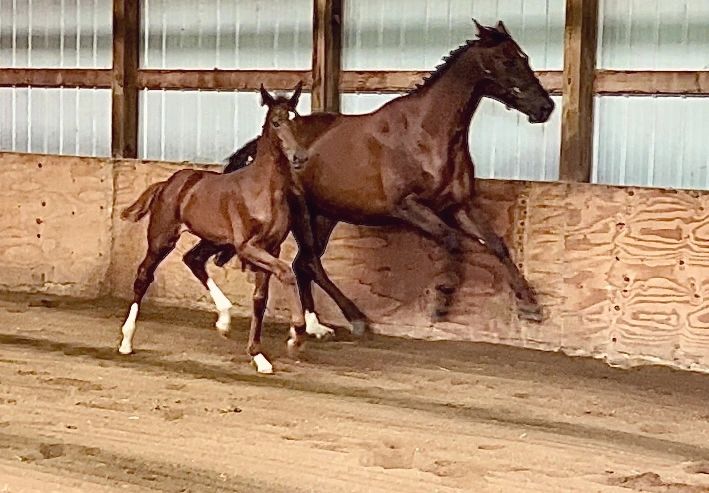 LeMans RSW (LeFormidable x Dahlia RSW/Don Frederic)