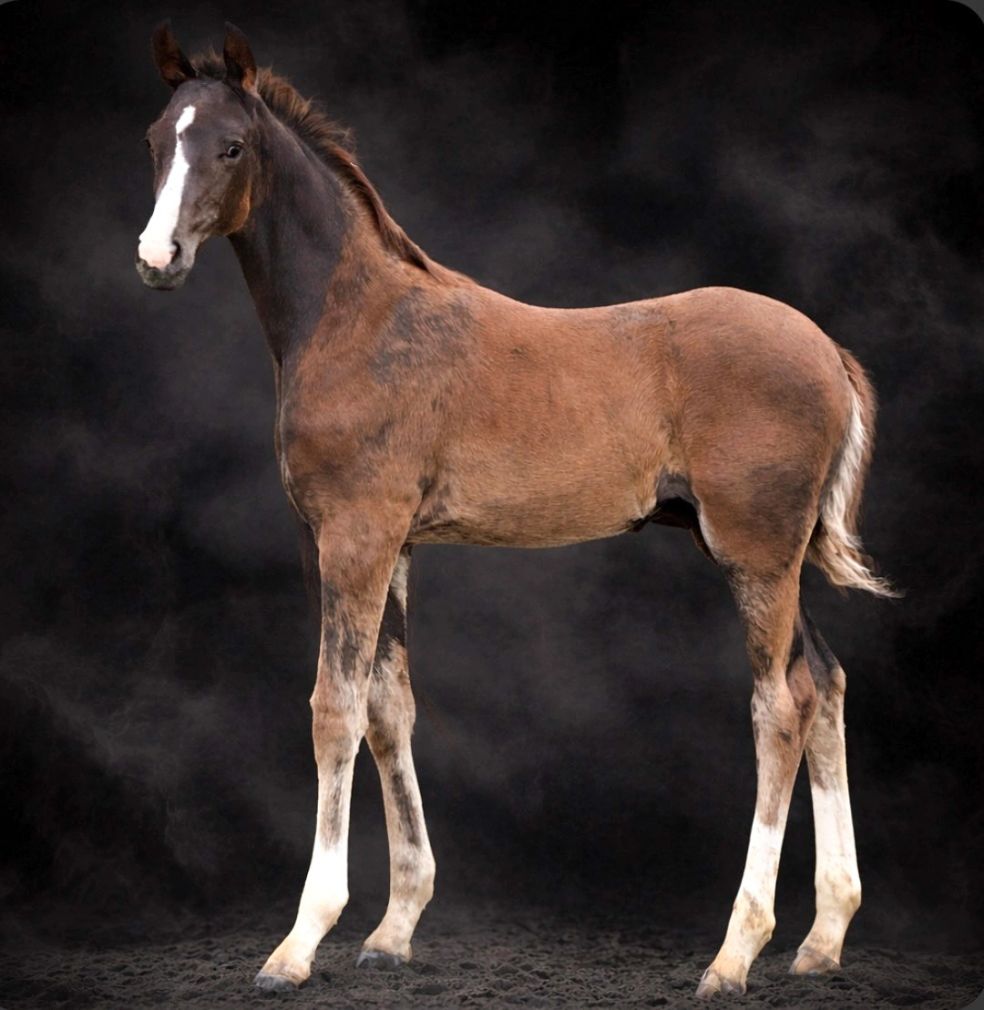 Foals gallery photo 2