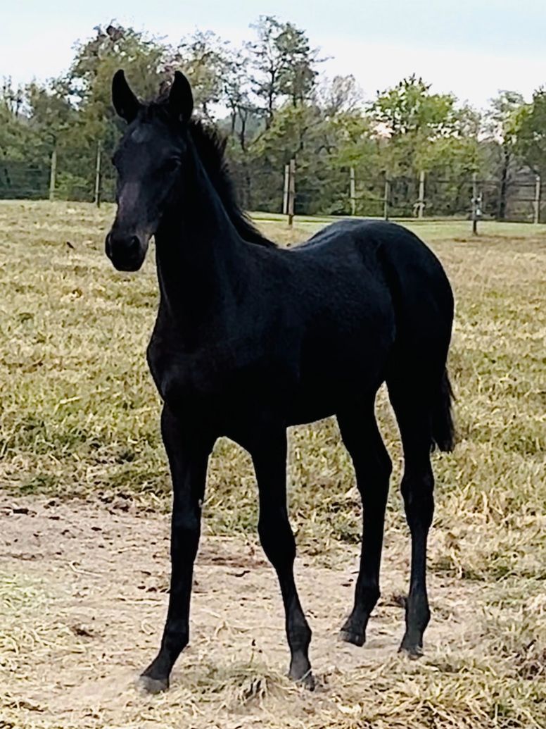Remington Steele RSW