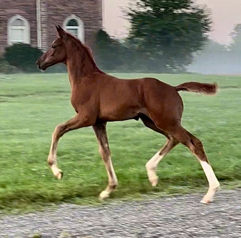 LeMans RSW (LeFormidable x Dahlia RSW/Don Frederic)