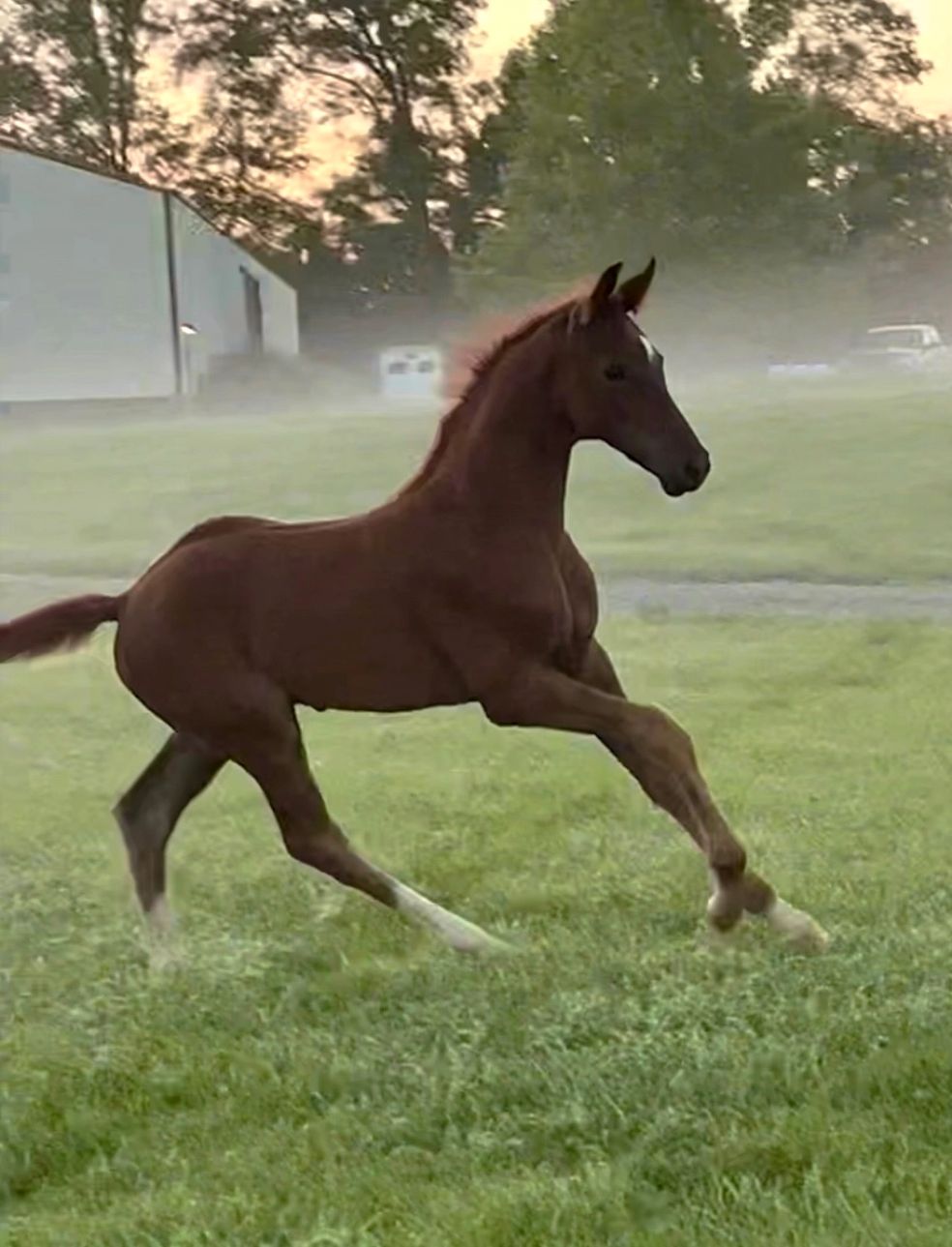 LeMans RSW (LeFormidable x Dahlia RSW/Don Frederic)