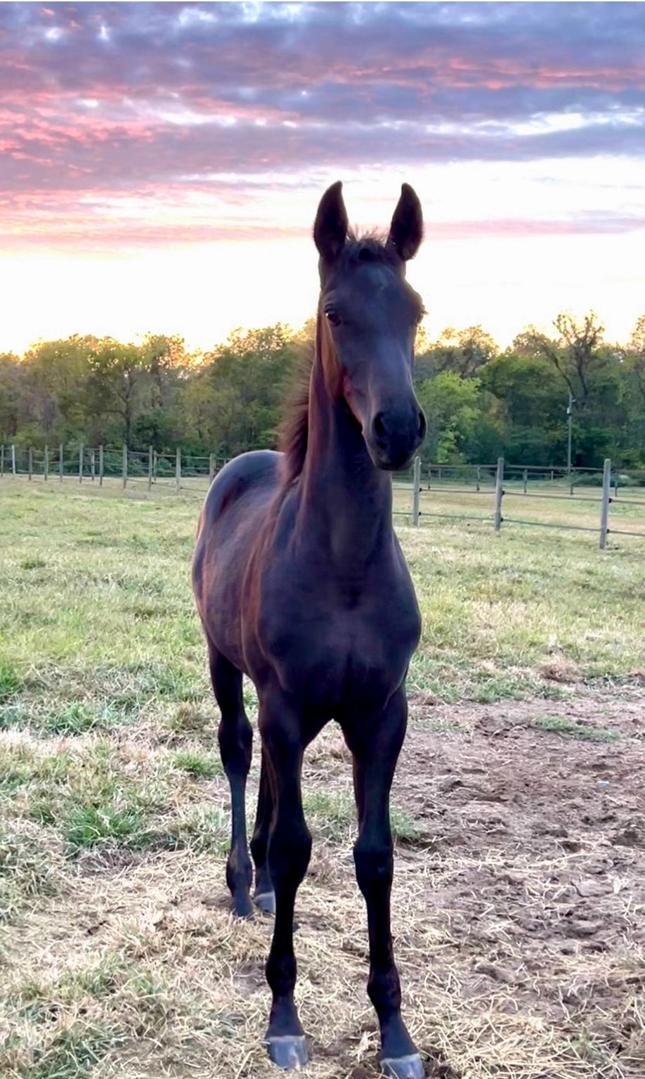 Remington Steele RSW (Rock Solid x Wilmalena/Wordly)