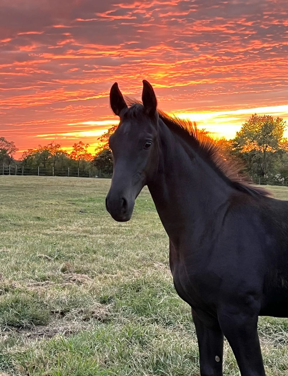 Remington Steele RSW (Rock Solid x Wilmalena/Wordly)