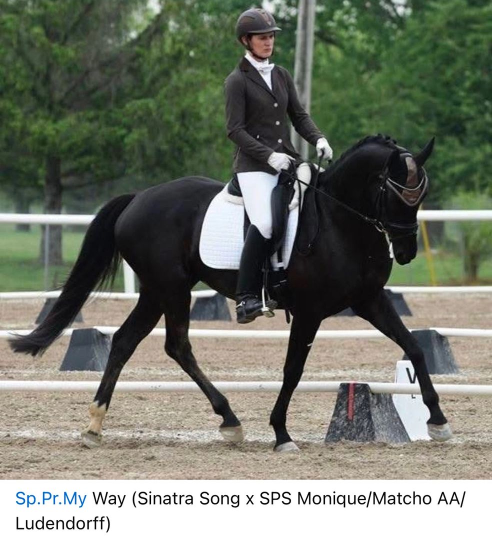 SpPr/El My Way competing in the 5 yo Y/H Nationals