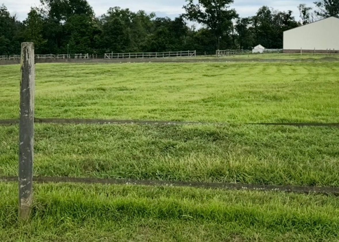 Horses grazing together in a pasture at Rock Solid Warmbloods