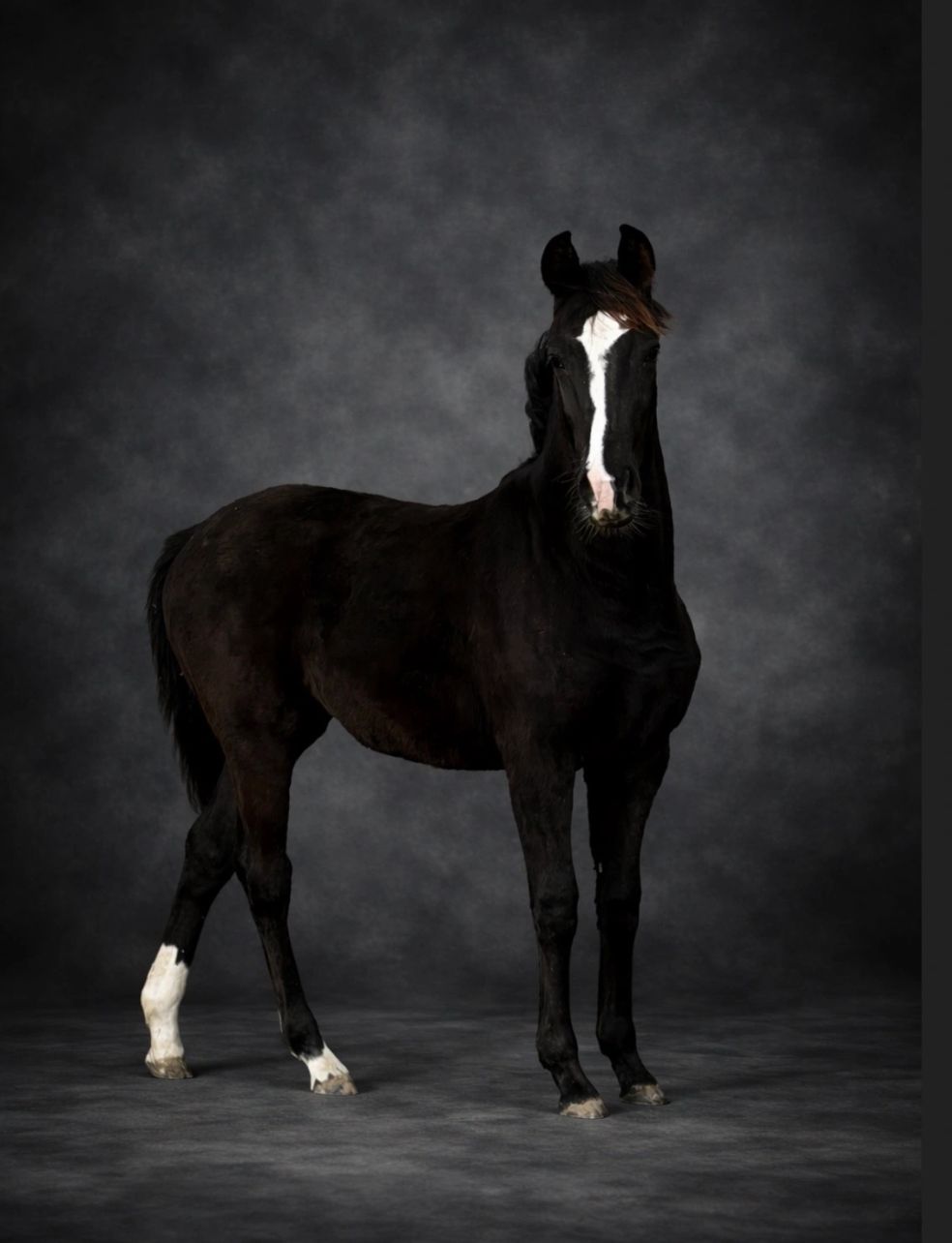 Foals gallery photo 1