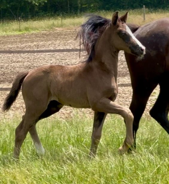 Jazzlene RSW (Sonnenberg's Jersey x VbPrSt Glücksfreude RSW/Charmeur Pref)