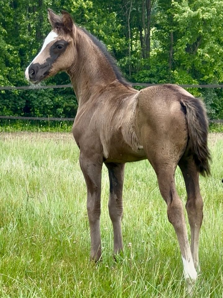 Jazzlene RSW (Sonnenberg's Jersey x VbPrSt Glücksfreude RSW/Charmeur Pref)