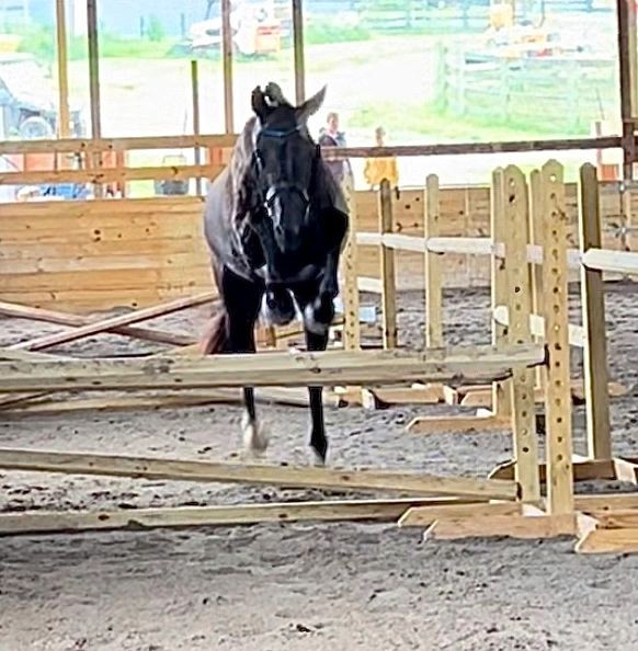 VbPrSt Glücksfreude-free jumping at her MPT