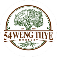 54 Weng Thye