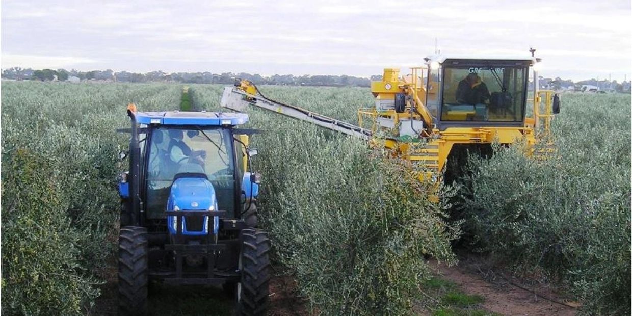 High Density FS-17 grove being harvested Buckland Park