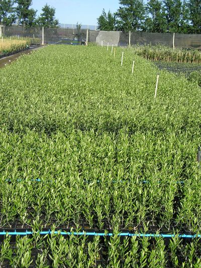 Nursery stock from Lewis Horticulture