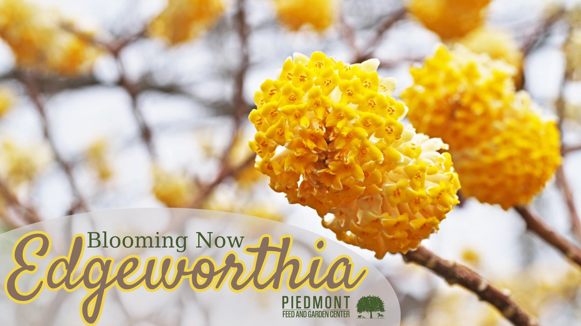 Blooming Now: Edgeworthia