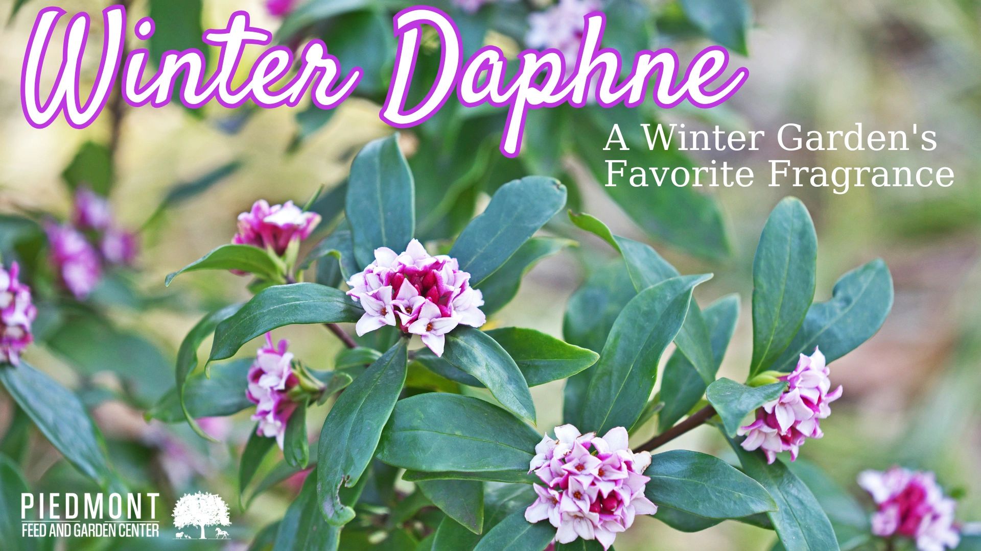 Daphne odora: A Winter Garden's Favorite Fragrance