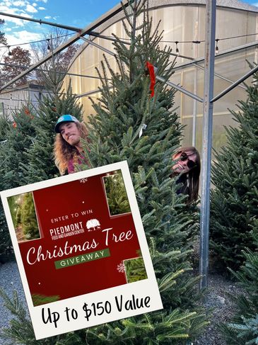 Enter to win a fresh-cut Christmas Tree