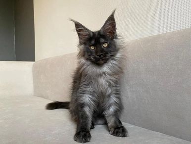 Maine Coon Kittens For Sale