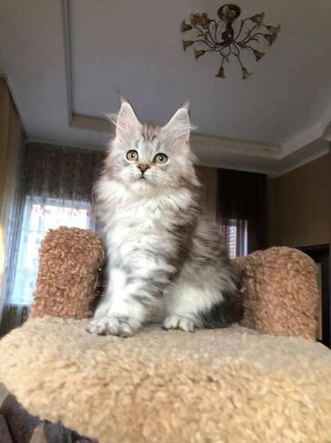 Maine Coon Kittens for Sale - Dark Paws Maine Coon Kittens