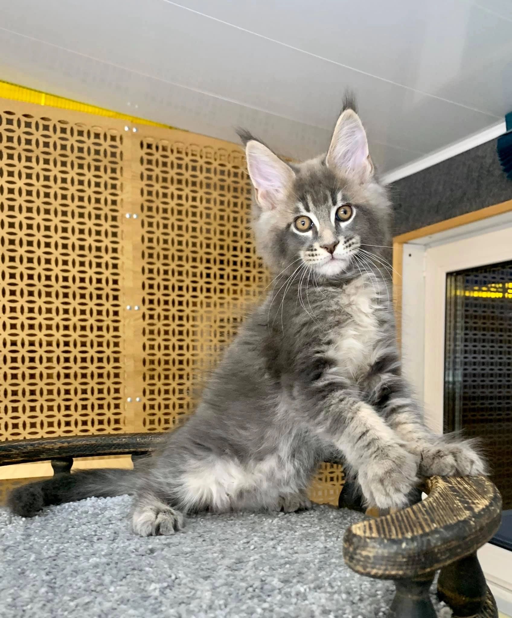 grey tabby maine coon kittens
