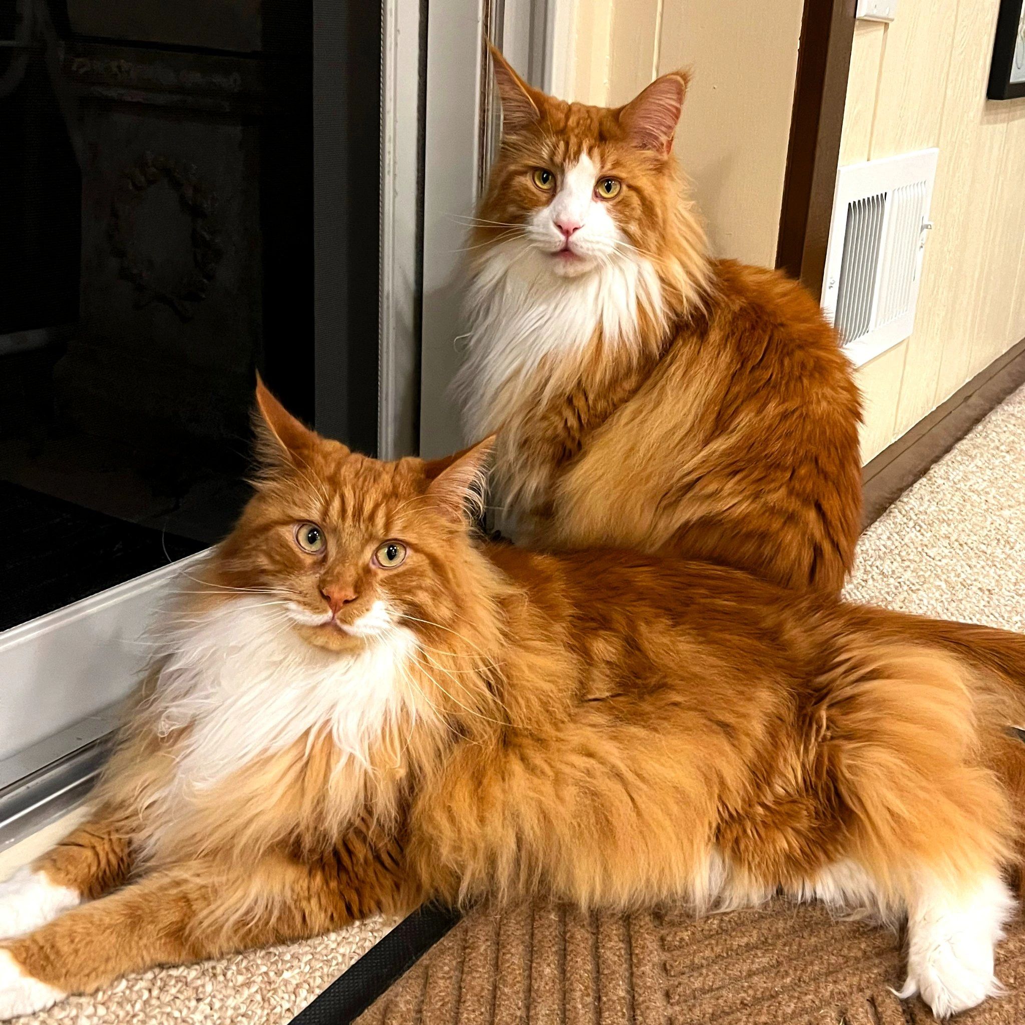 maine coon cattery        <h3 class=