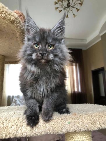 Maine Coon cat for Sale - Dark Paws Maine Coon Kittens