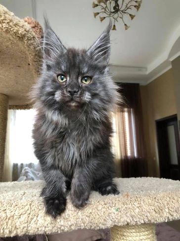 Maine Coon Kittens for Sale - Dark Paws Maine Coon Kittens