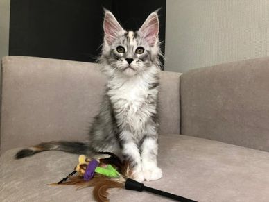 Maine Coon Kittens for Sale - Dark Paws Maine Coon Kittens