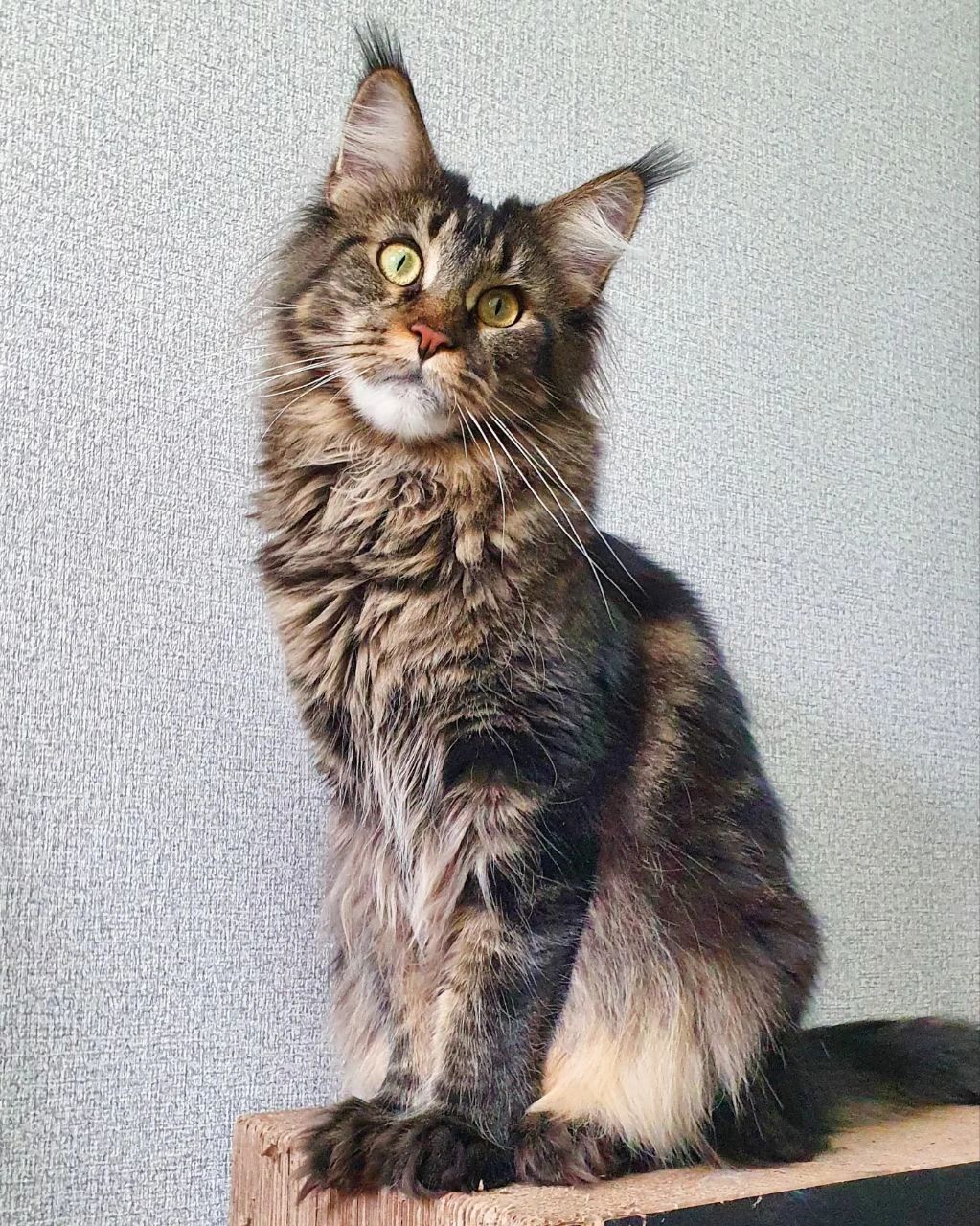 how-big-will-my-maine-coon-get