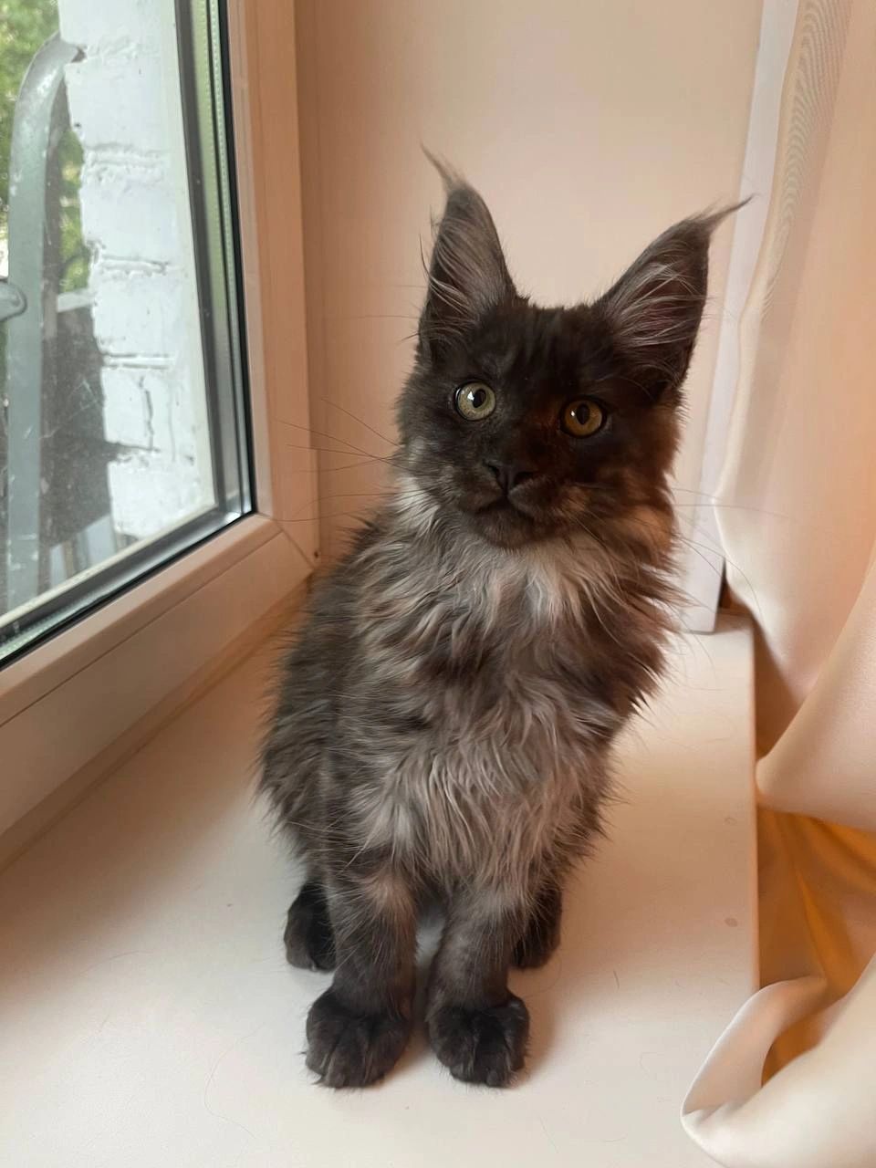 Maine Coon Kitten Care Tips for Raising a Healthy Maine coon Cat