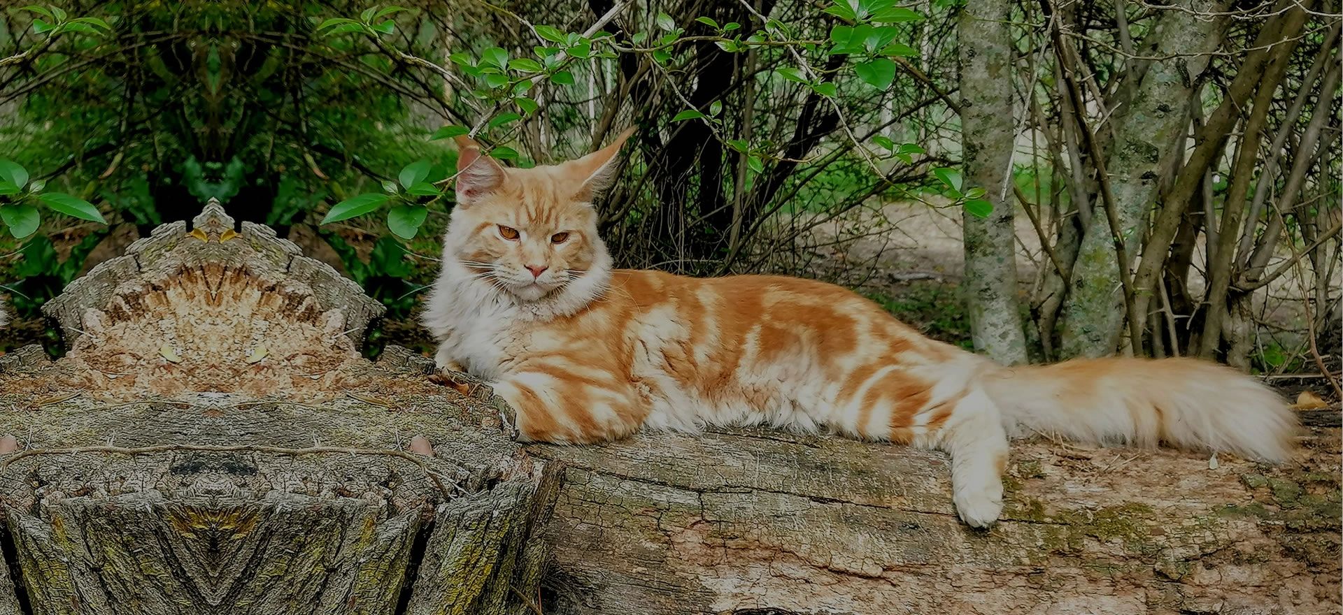 How Long Do Maine Coon Cats Live?